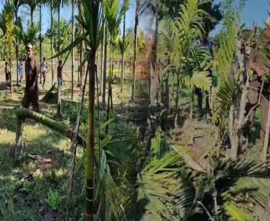 Man Elephant conflict