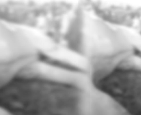 Wild elephanat death