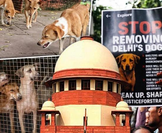 आवारा कुत्तों को हटाने के नियमों पर सुप्रीम कोर्ट की सुनवाई