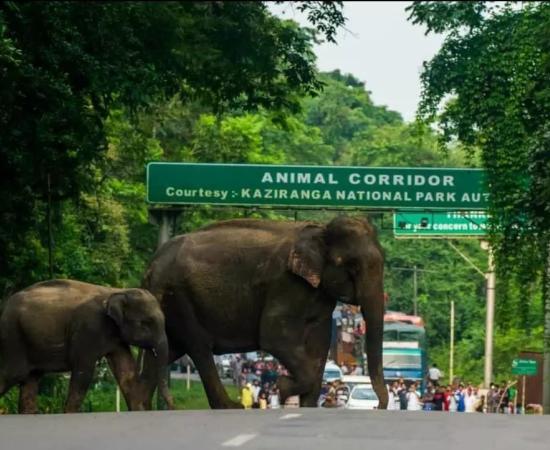 PM to Lay Foundation for Kaziranga Corridor, Kokrajhar–Gelephu Rail Link in January