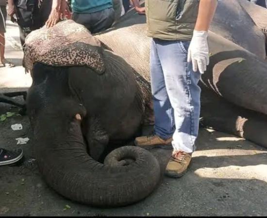 Assam: Kaziranga elephant dies after safari duty, renews calls to end tourist rides