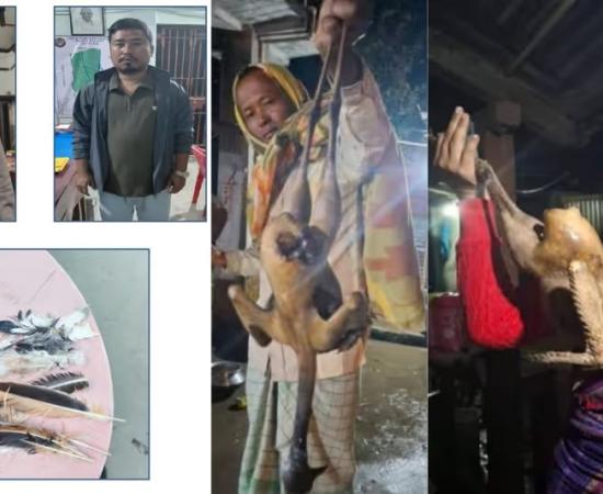 Poaching of Critically Endangered Bengal Florican Sparks Outrage in Assam, Two Arrested