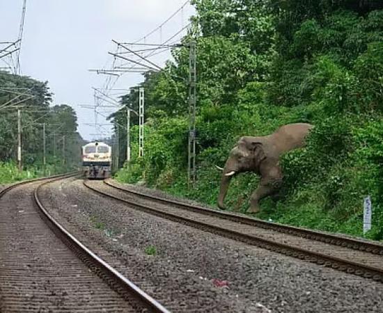 Assam Train Accident Rekindles Debate on Wildlife Safety Along Rail Tracks