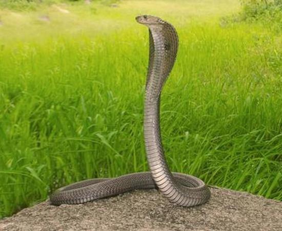 Assam Reports First Confirmed Survival After King Cobra Bite in Kamrup’s Boko