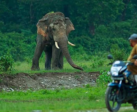 Assam, Meghalaya Villagers Unite to Tackle Human-Elephant Conflict