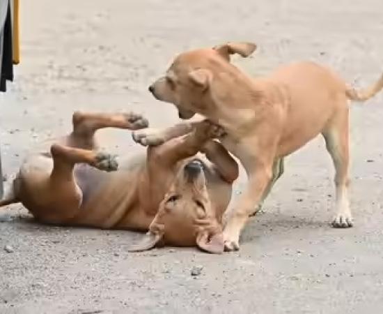 Human Rights Body Raises Alarm Over Dog Trade in Assam, Calls for Stricter Action 