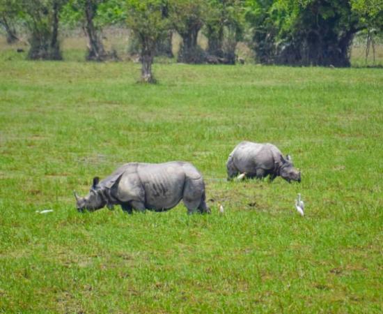 Cobras from Assam in Exchange for Tigers and Crocodiles