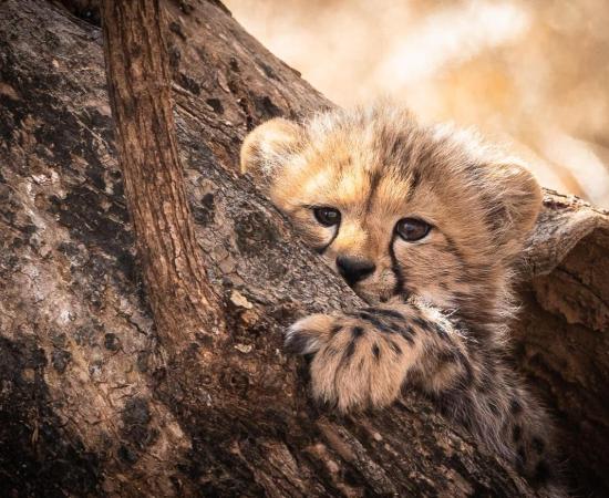 चीता संरक्षण में बड़ी सफलता!