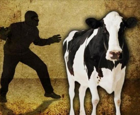Cattle Theft Suspicion Sparks Tension in Assam’s Dibrugarh, Police Fire Warning Shots