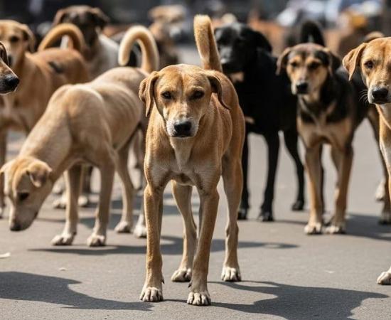 तेलंगाना में 300 कुत्तों की ह*त्या!