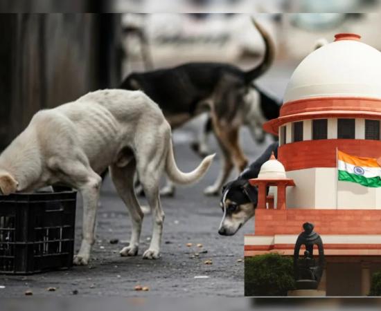 सुप्रीम कोर्ट का बड़ा आदेश! हर कुत्ते के काटने पर राज्य को भरना होगा भारी मुआवजा, फीडरों को कहा ‘उन्हें अपने घर ले जाएँ’