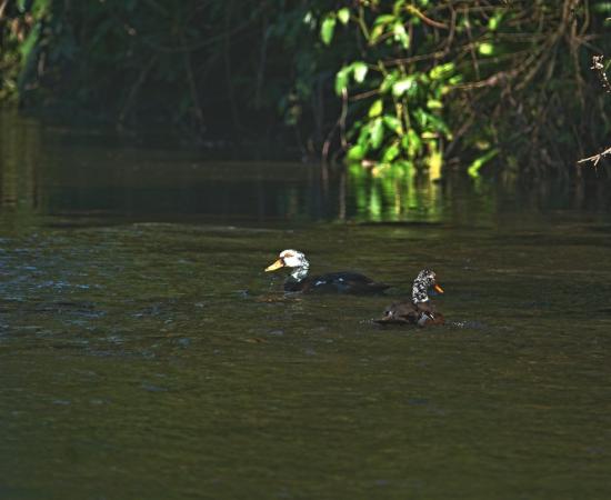 Assam’s State Bird on the Brink as White-winged Wood Duck Faces Extinction Threat