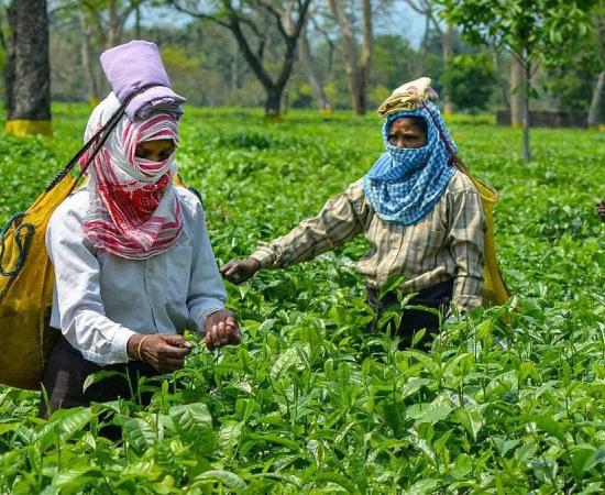 Assam CM Launches ‘Mukhya Mantrir Eti Koli Duti Paat’ Scheme for Tea Garden Workers in Tinsukia