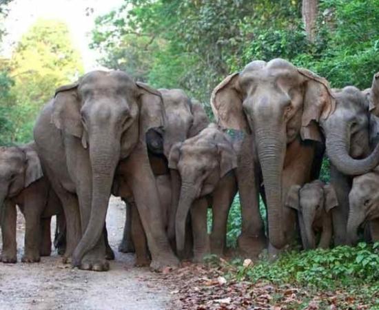 Assam: Community Initiative Marks Eight Elephant Corridors in Tinsukia to Reduce Human–Elephant Conflict