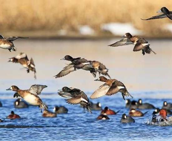 17 Held in Assam for Suspected Poisoning of Migratory Bird