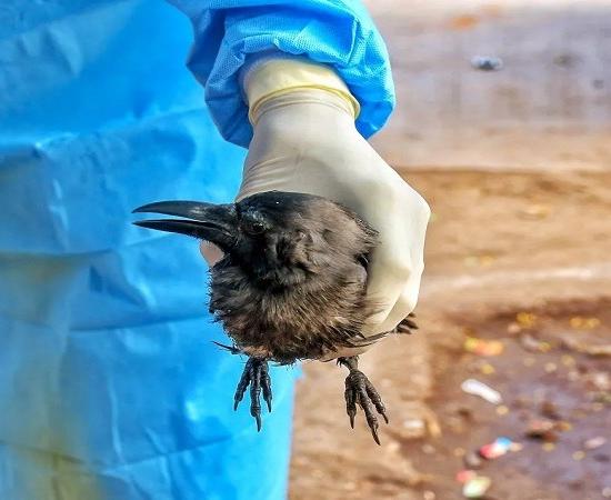 चेन्नई में H5N1 का प्रकोप, सैकड़ों कौवे मृ/त पाए गए
