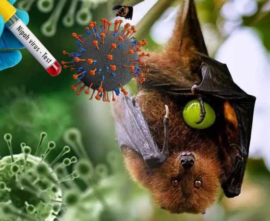 WHO प्रमुख ने भारत में निपाह वायरस के खतरे को बताया ‘बेहद गंभीर’, जताई चिंता