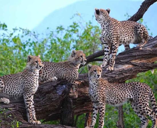 নামিবিয়া–দক্ষিণ আফ্রিকার পর বৎসোয়ানা থেকেও চিতা ভারতে, নতুন দল পৌঁছল কুনোতে