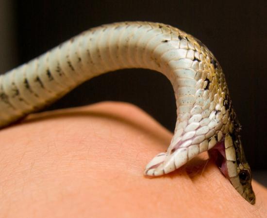 Sivasagar launches Assam’s first dedicated 24×7 snakebite helpline
