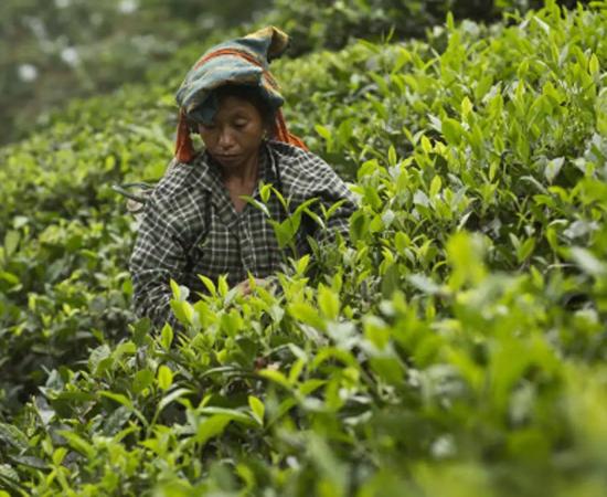 Assam Raises Orthodox Tea Subsidy to ₹15 per Kg