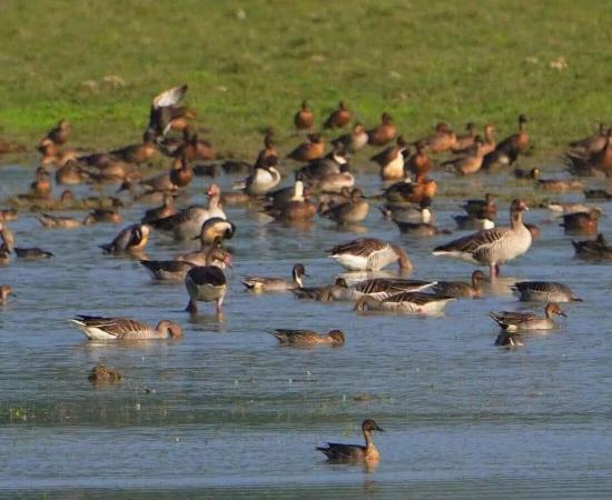 Assam: Over 1.05 lakh waterbirds recorded in 7th Kaziranga Waterbird Count