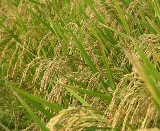 Joha Rice Prices Double in Assam Amid Demand Surge, Supply Crunch