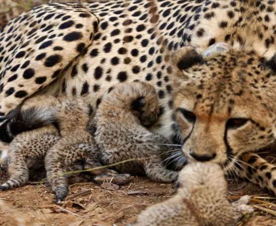 बोत्सवाना से आए 9 चीते कुनो नेशनल पार्क पहुंचे, भारत में कुल संख्या बढ़कर 48 हुई