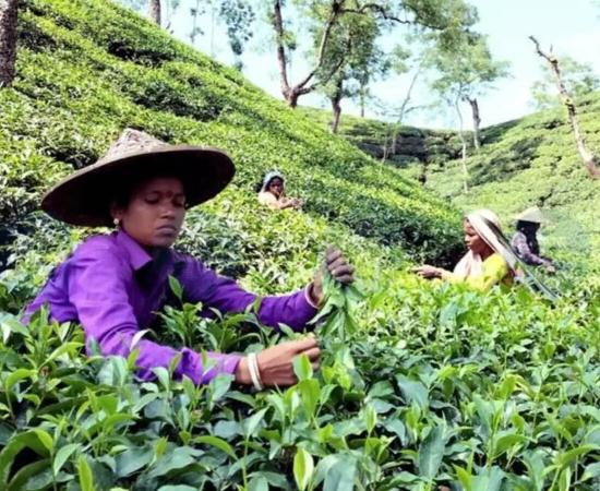 Tea Industry Worried Over Iran–Middle East Conflict Impact on Assam Orthodox Exports