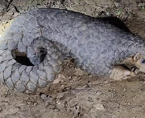 Pangolin Rescued, Two Smugglers Arrested in Wildlife Operation in Assam