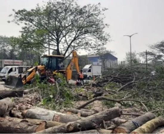 Over One Lakh Mature Trees Felled in Assam in Last Decade; Experts Raise Environmental Concerns
