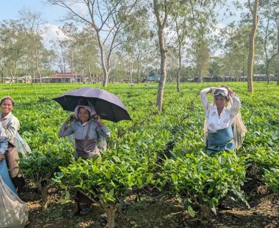 Land Rights Push Before Polls: Assam Grants Pattas to Tea Workers