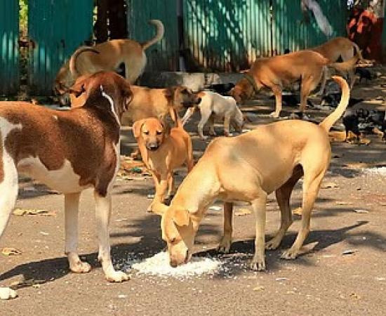 Rabies Confirmed After Mass Dog Bite Incident in Assam Town